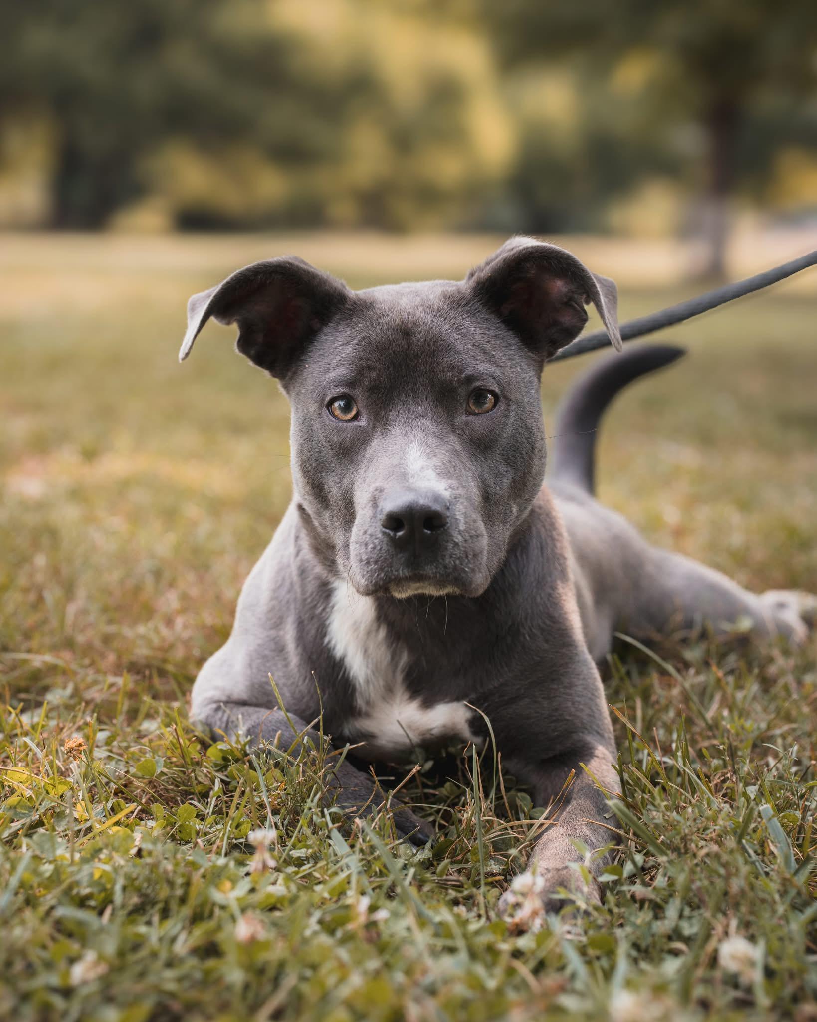 A young medium-sized male Pit Bull Terrier dog named Smudge for adoption in Springfield, IL