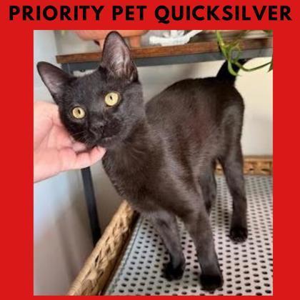 Quicksilver `a Priority Pet`