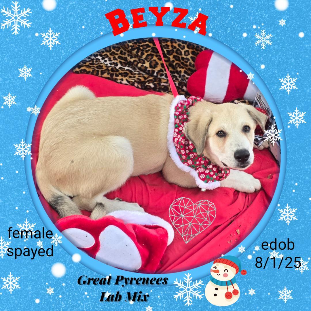 A baby large-sized female White / Cream Great Pyrenees dog named Beyza Brt for adoption in Missouri City, TX