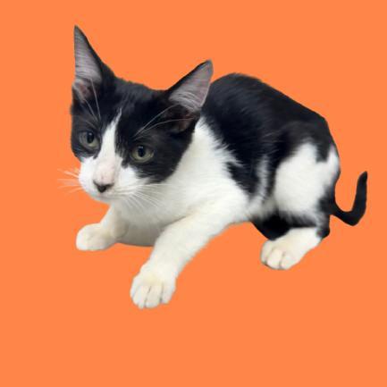 A baby small-sized male White Domestic Short Hair cat named Mitch for adoption in Tuscaloosa, AL