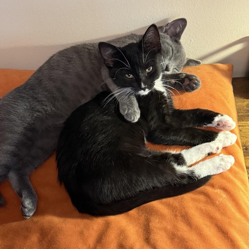 License Ngarth photo 1