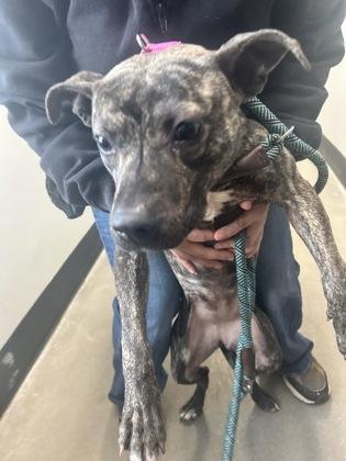 M`lynn Eatenton Fka Dog