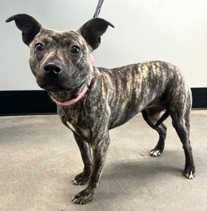 M`lynn Eatenton Fka Dog