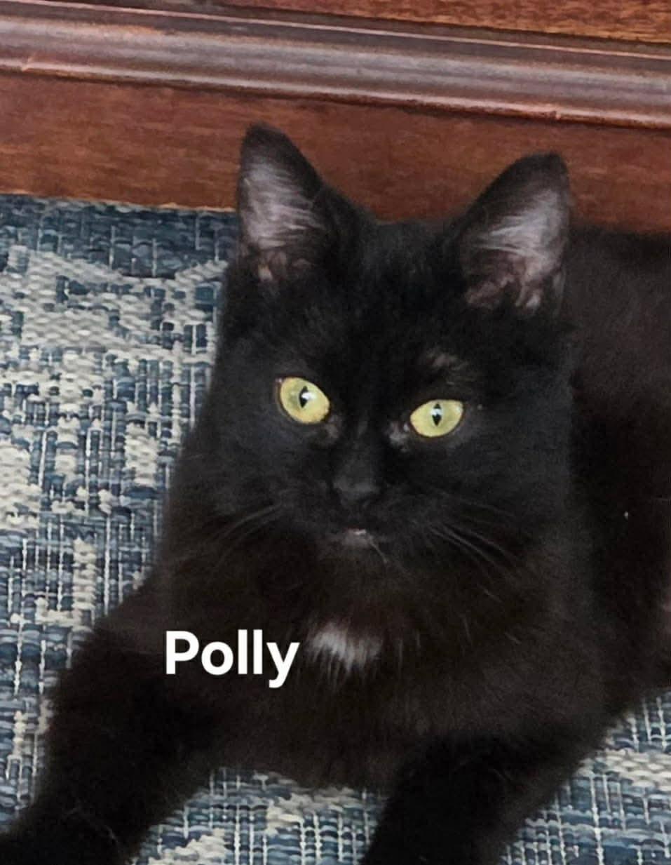 Polly