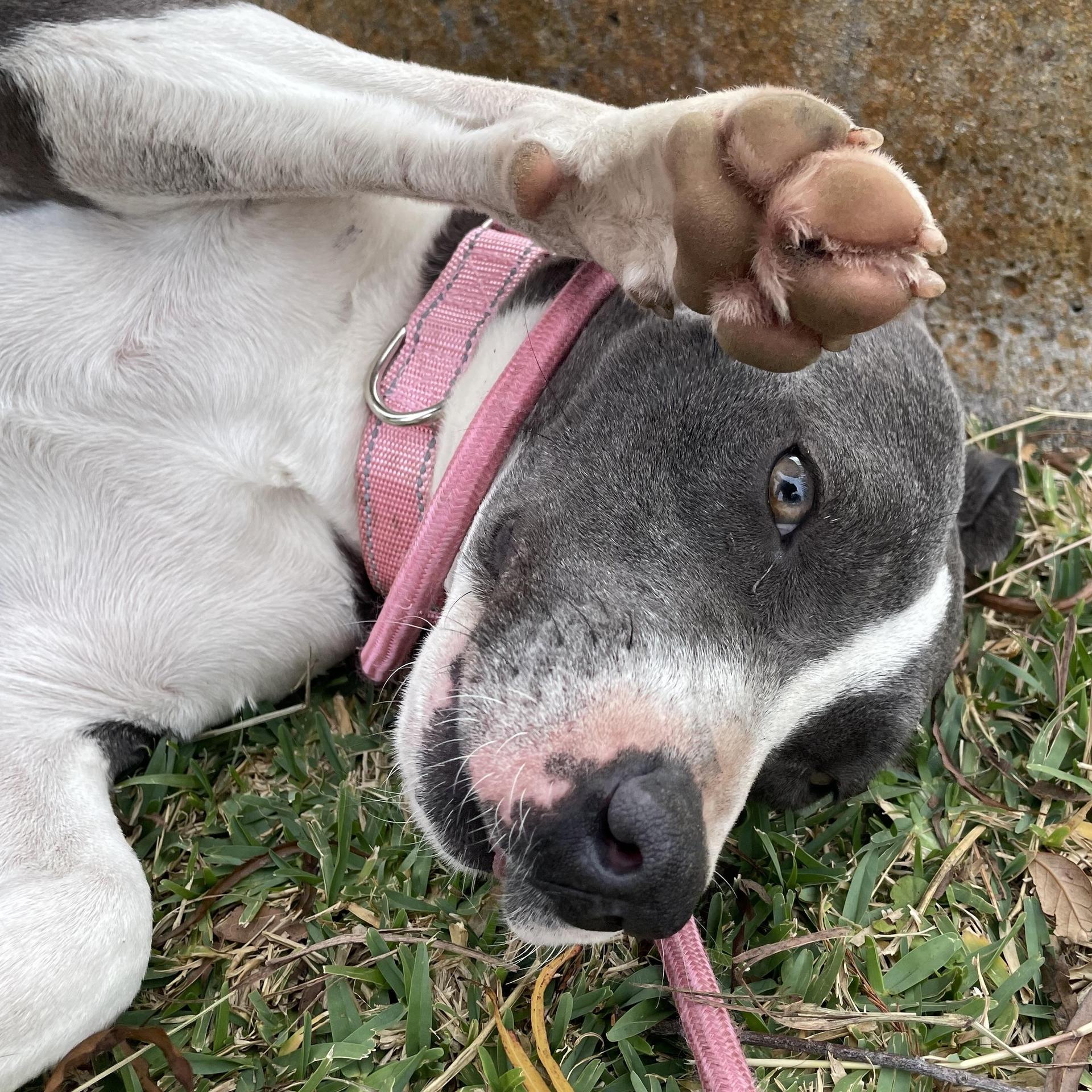 An adult medium-sized female Gray / Blue / Silver Pit Bull Terrier dog named Tamera for adoption in Pearland, TX