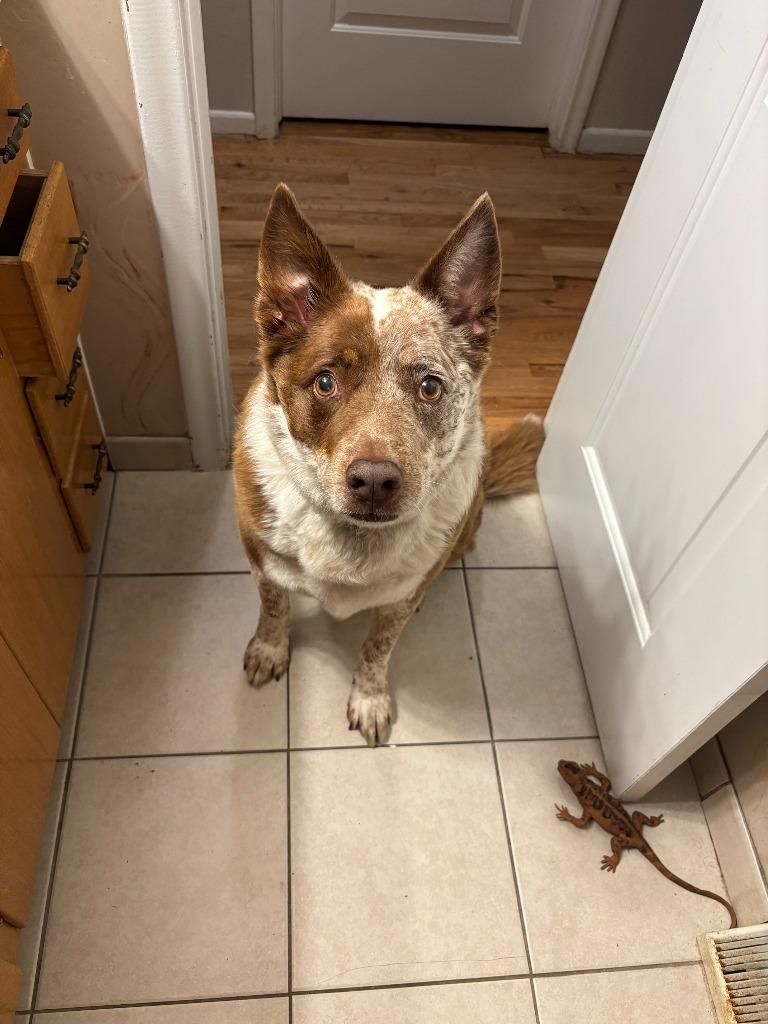 Reno Courtesy Listing