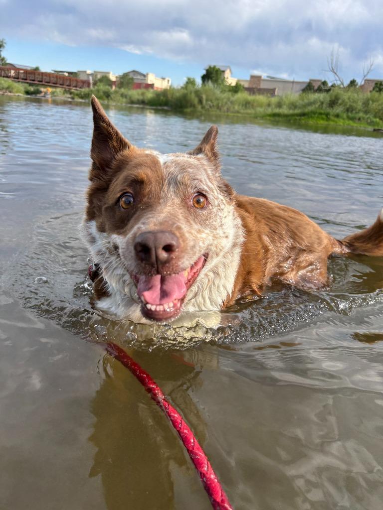 Reno Courtesy Listing