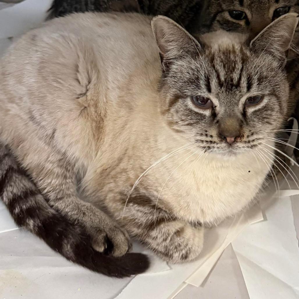 Muppet Brothers: Waldorf