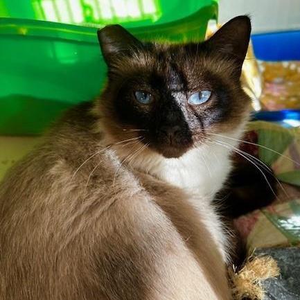 Dharma Special Needs photo 1