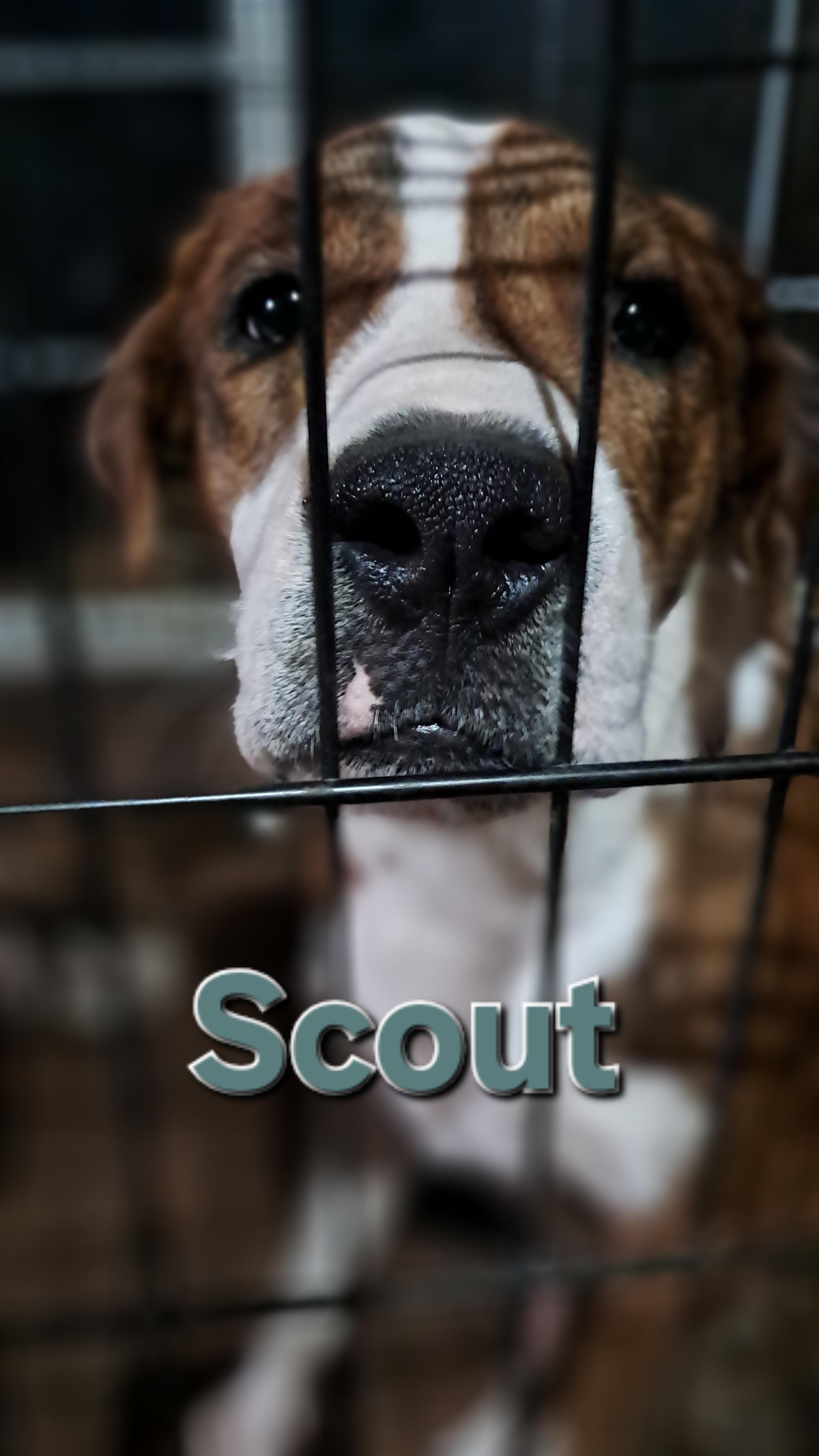 Scout