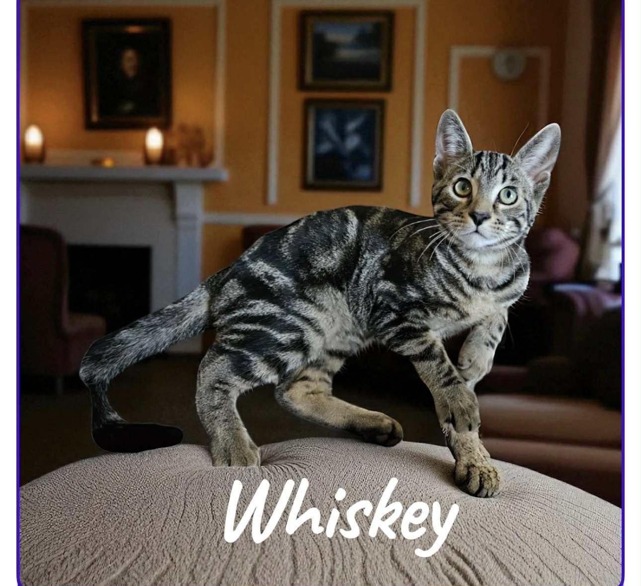 Whiskey
