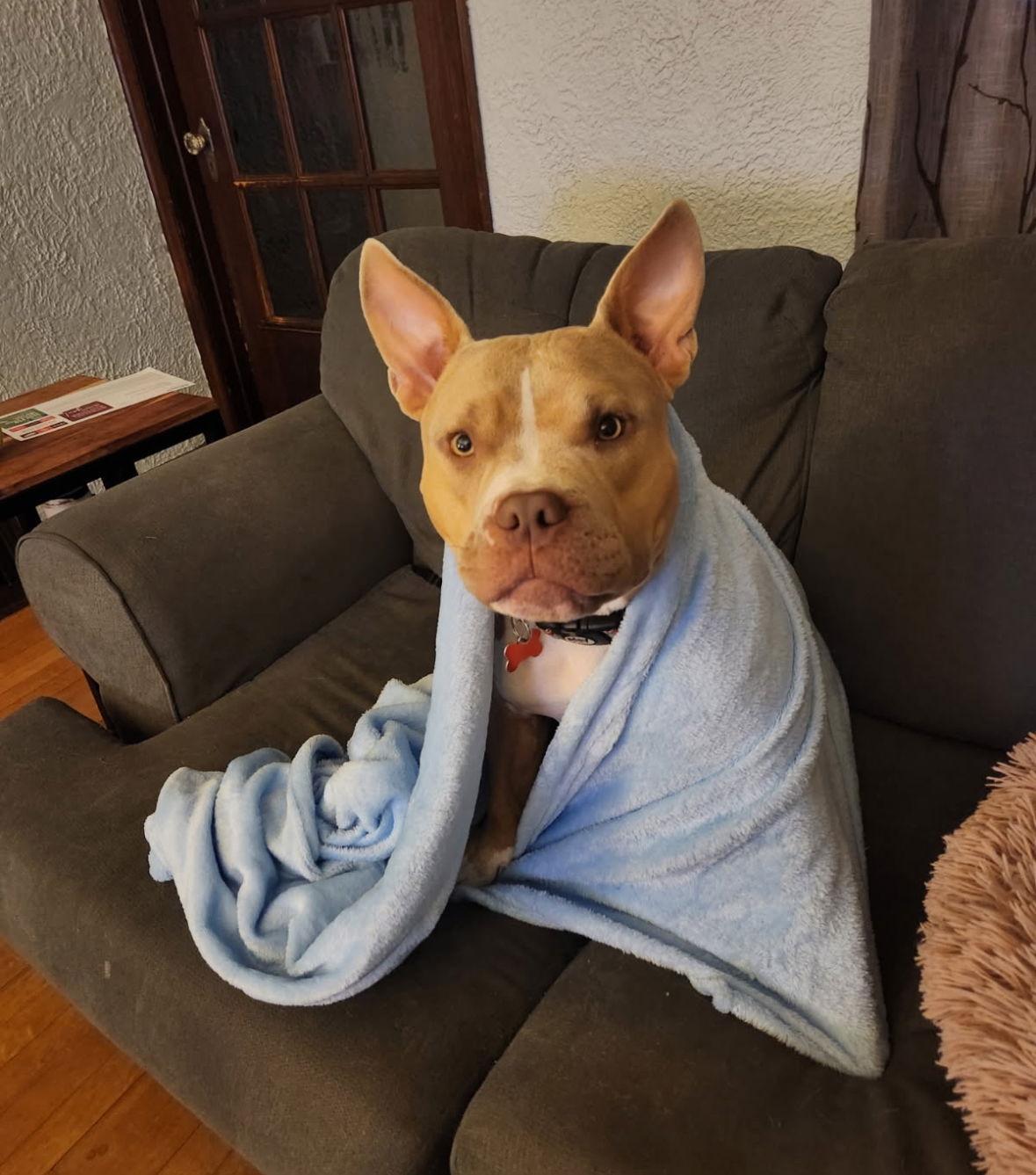 A young medium-sized female Pit Bull Terrier dog named Neveah for adoption in Grafton, WI