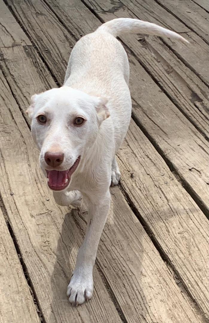 A young medium-sized male Labrador Retriever dog named Charlie And Frankie for adoption in Coatesville, PA