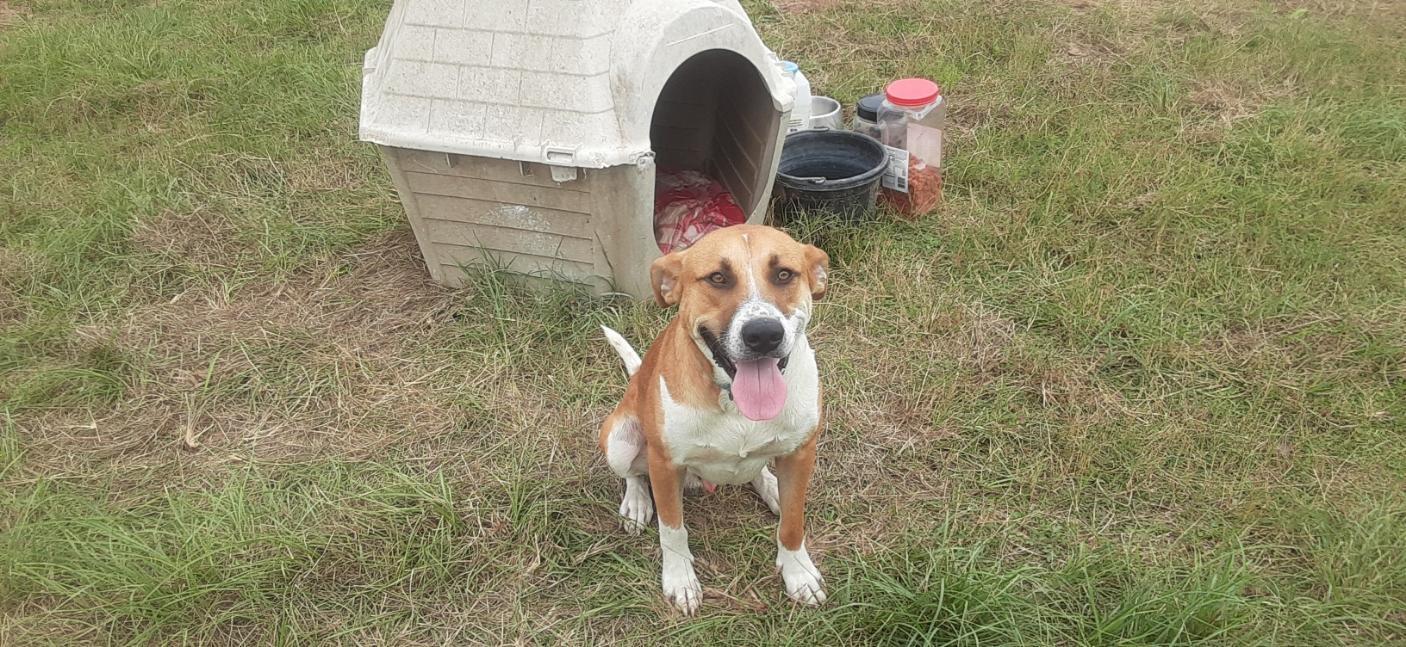 An adult medium-sized male White / Cream Pit Bull Terrier dog named Murphy for adoption in Conroe, TX