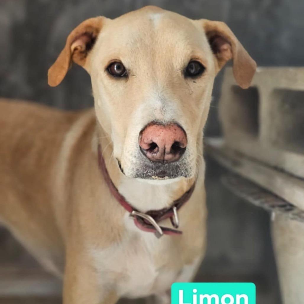 Limon