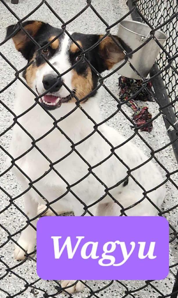 Wagyu