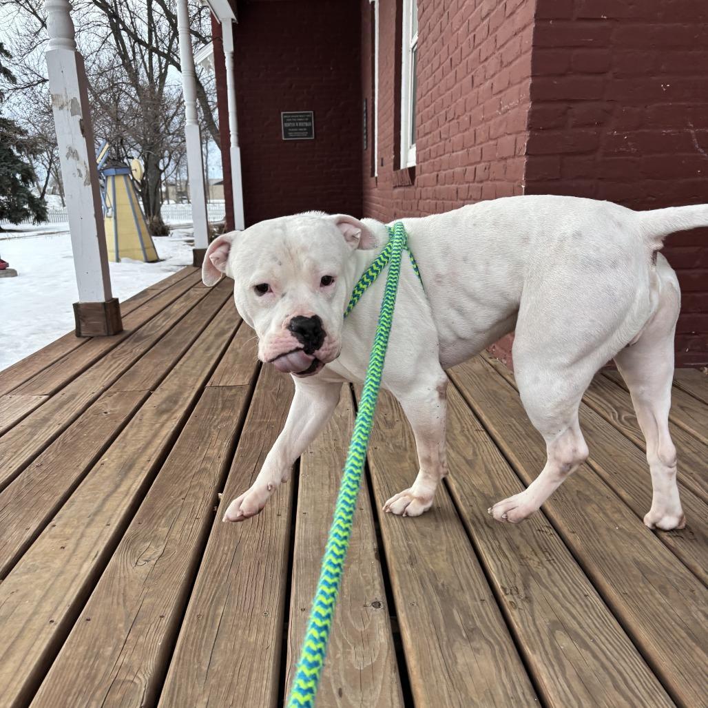 A senior medium-sized male White / Cream Pit Bull Terrier dog named Squish for adoption in Fargo, ND