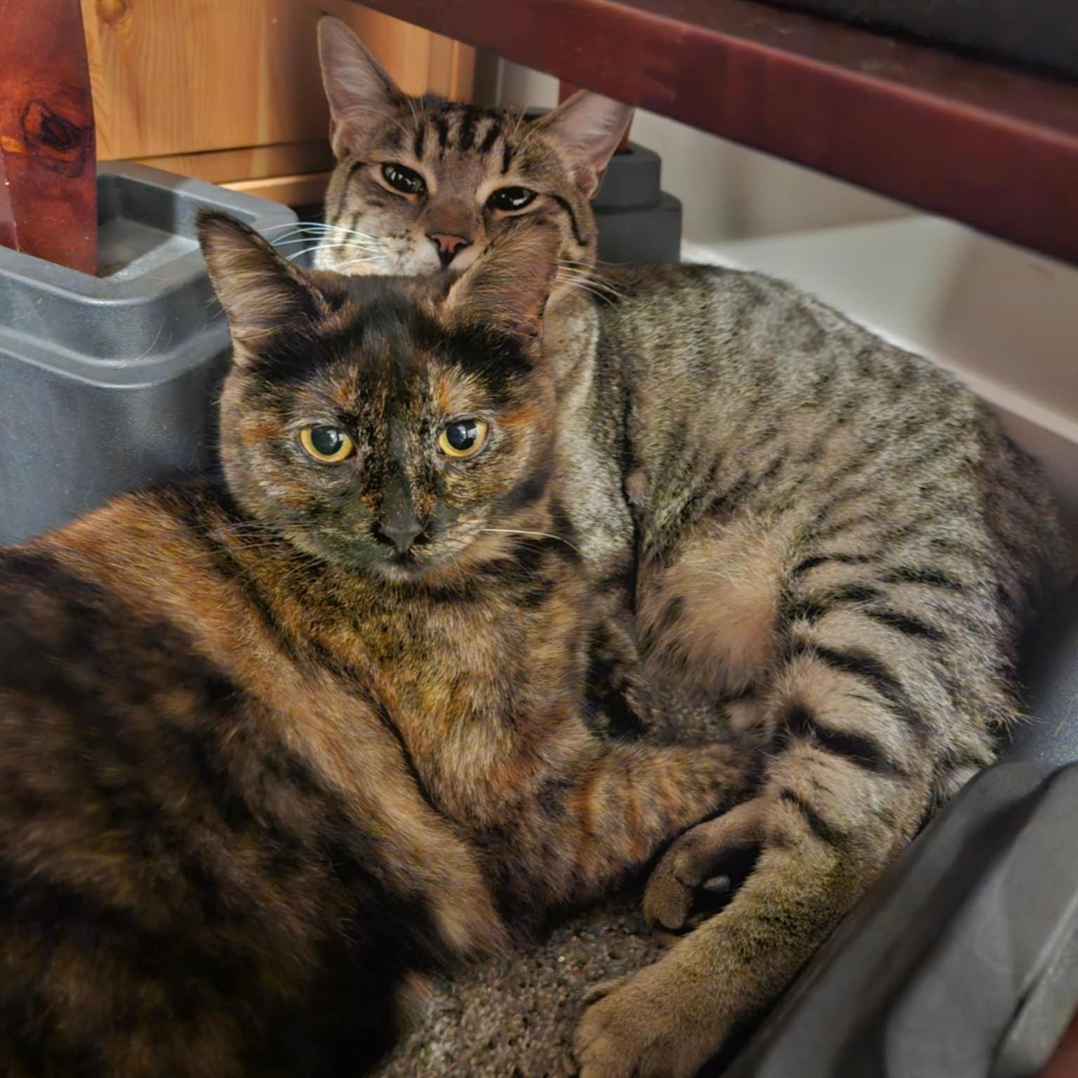 Little T And Jennifer