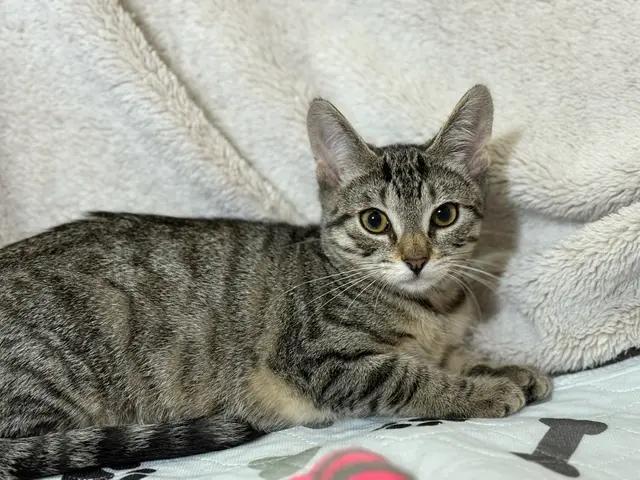 A young small-sized female Domestic Short Hair cat named Betty for adoption in North Babylon, NY
