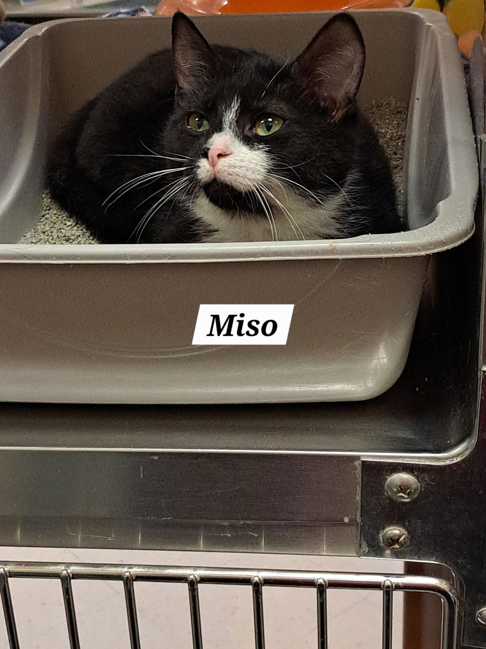 Brandy Meso Aka Miso