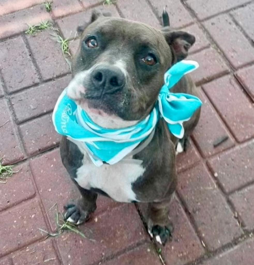 An adult medium-sized female Brown / Chocolate American Staffordshire Terrier dog named Luna Lina for adoption in Longview, TX