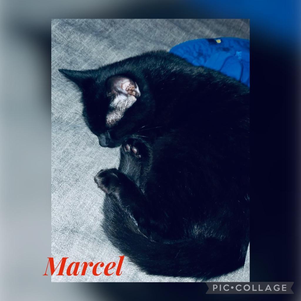 Marcel