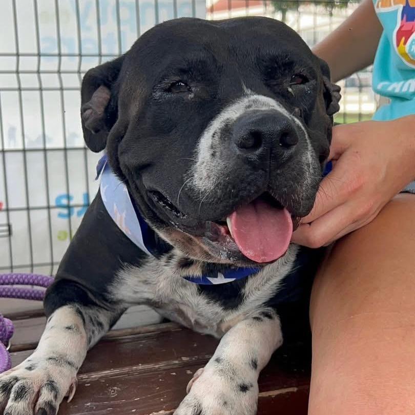 An adult medium-sized female Pit Bull Terrier dog named Peggy Sue for adoption in Sadler, TX
