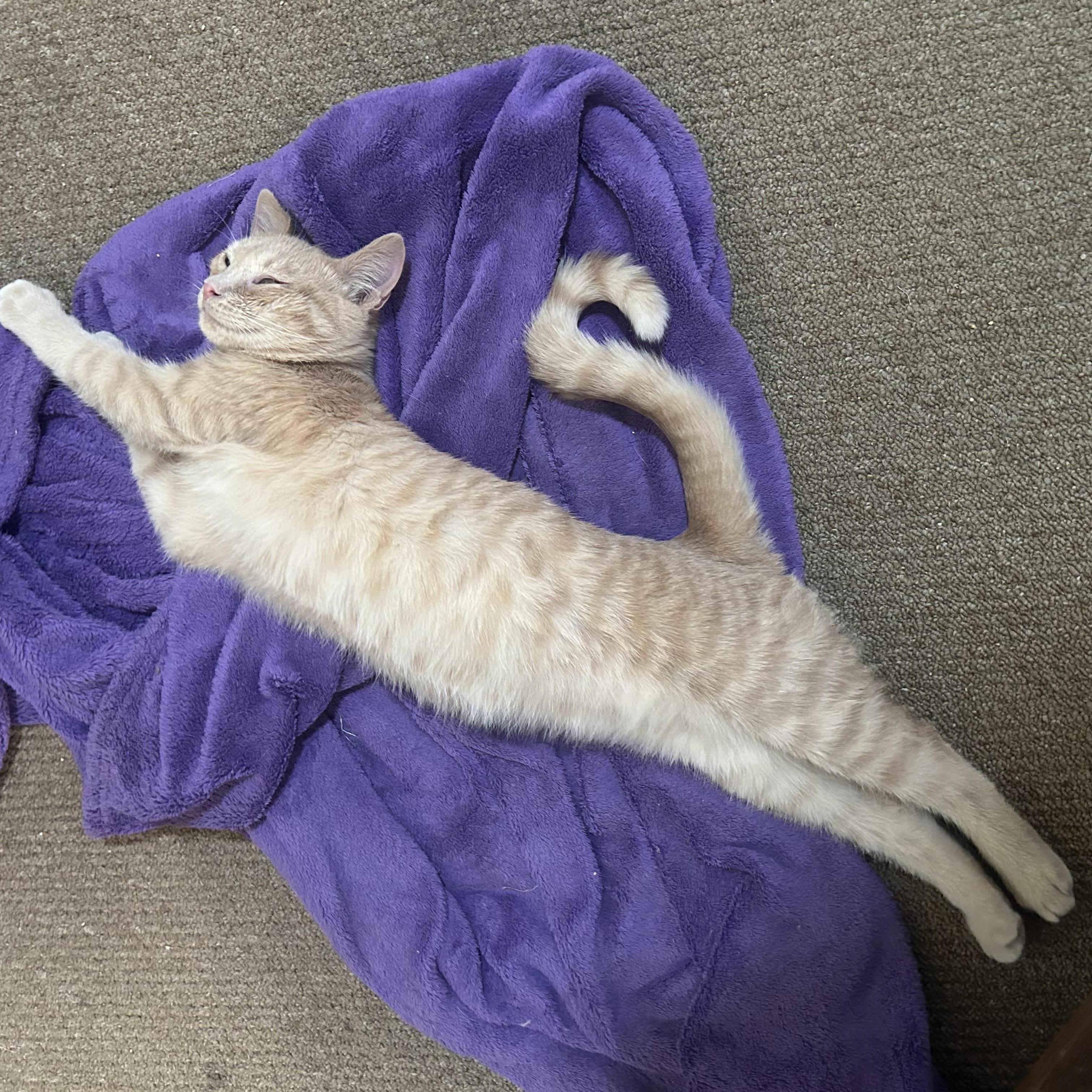 Orsonbonded With Skeezix