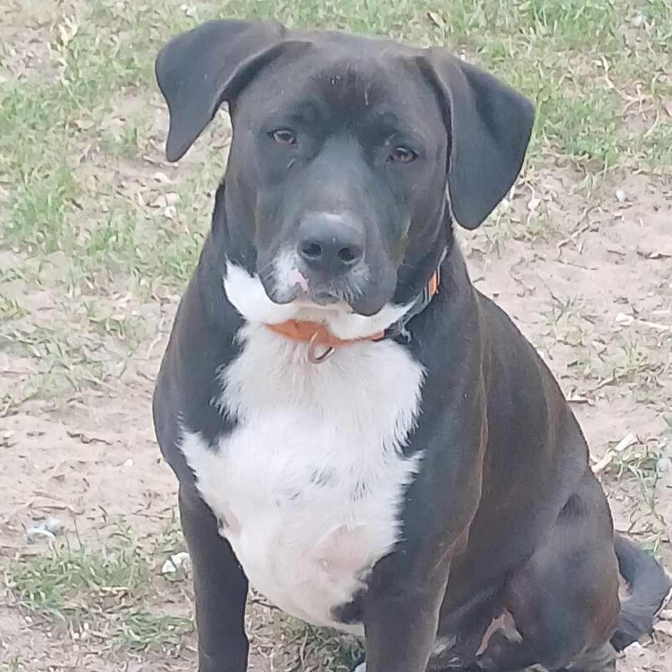 An adult medium-sized male Bicolor Terrier dog named Snoops for adoption in Corpus Christi, TX