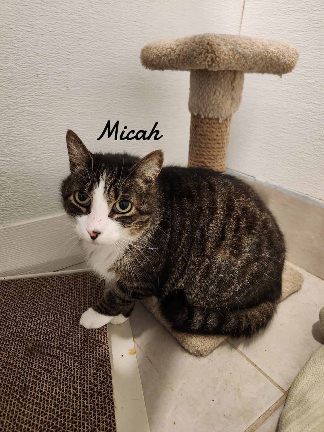 Micah