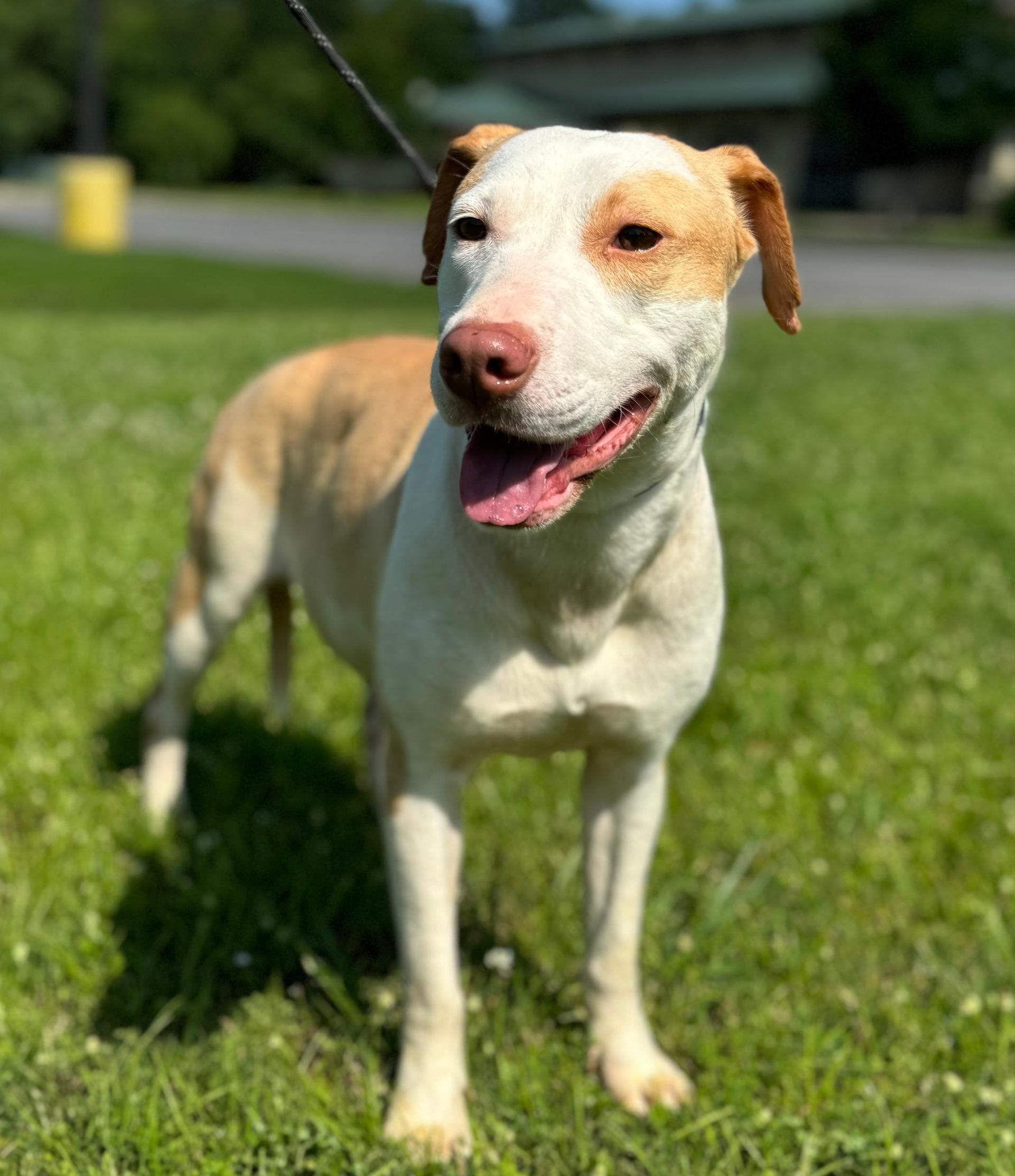 An adult medium-sized female Yellow / Tan / Blond / Fawn Pit Bull Terrier dog named Roz for adoption in Houston, TX