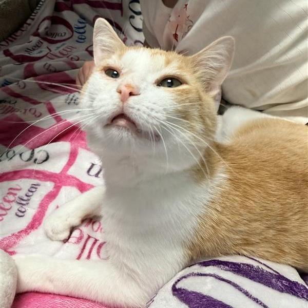 An adult medium-sized male Orange & White Domestic Short Hair cat named Chevron for adoption in Grand Rapids, MI