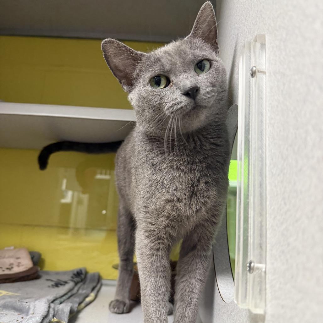Sugar Cookie Martini