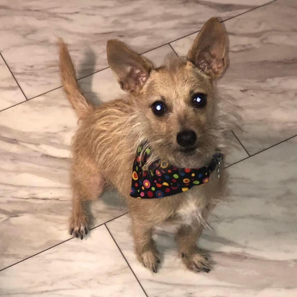 Francis "ford" Coppola Thegivingday