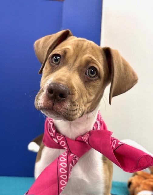 Chocoate Chip Cookie