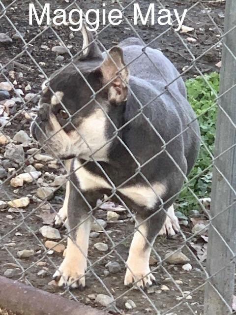 Maggie May