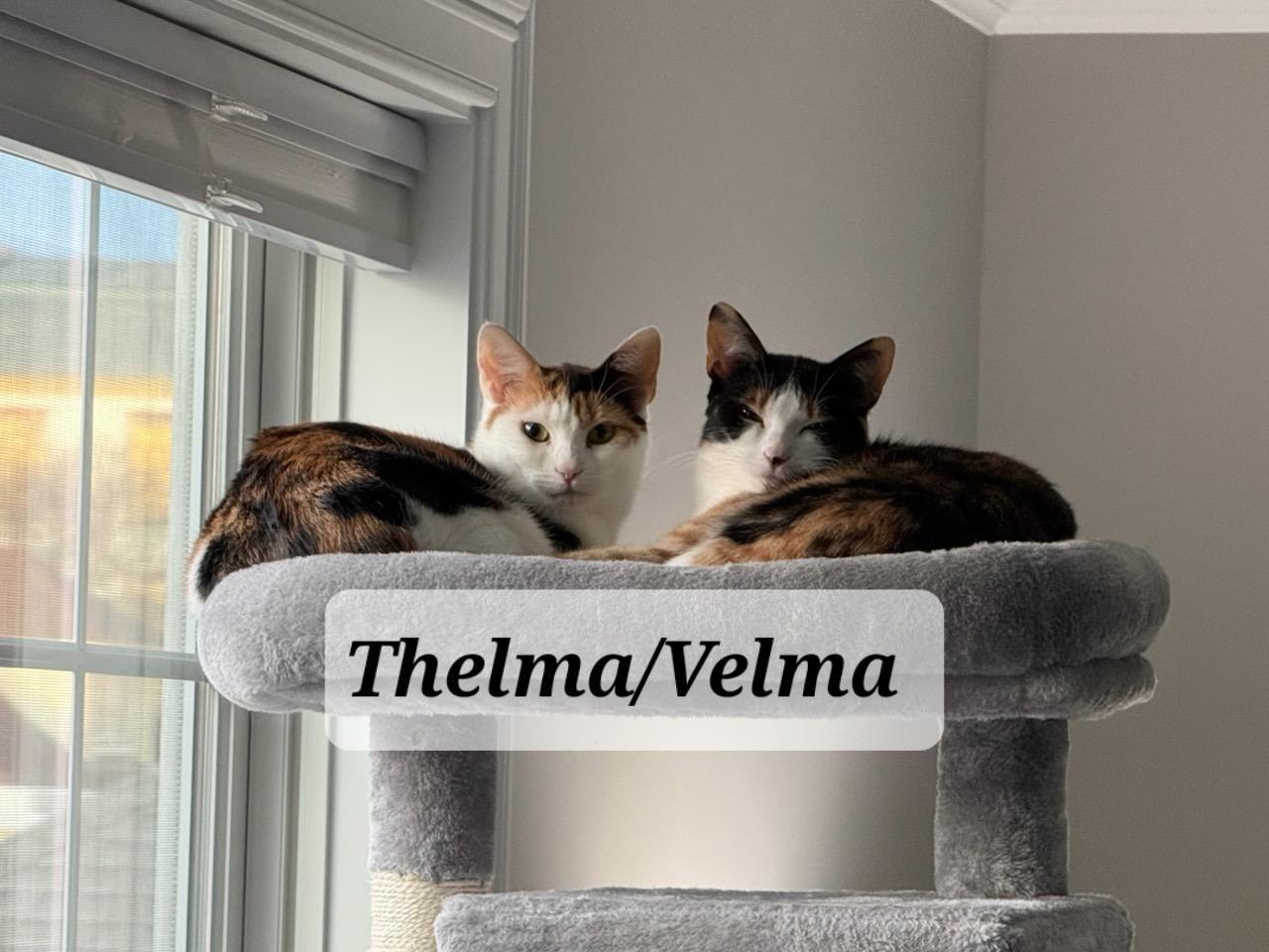 Thelma & Velma