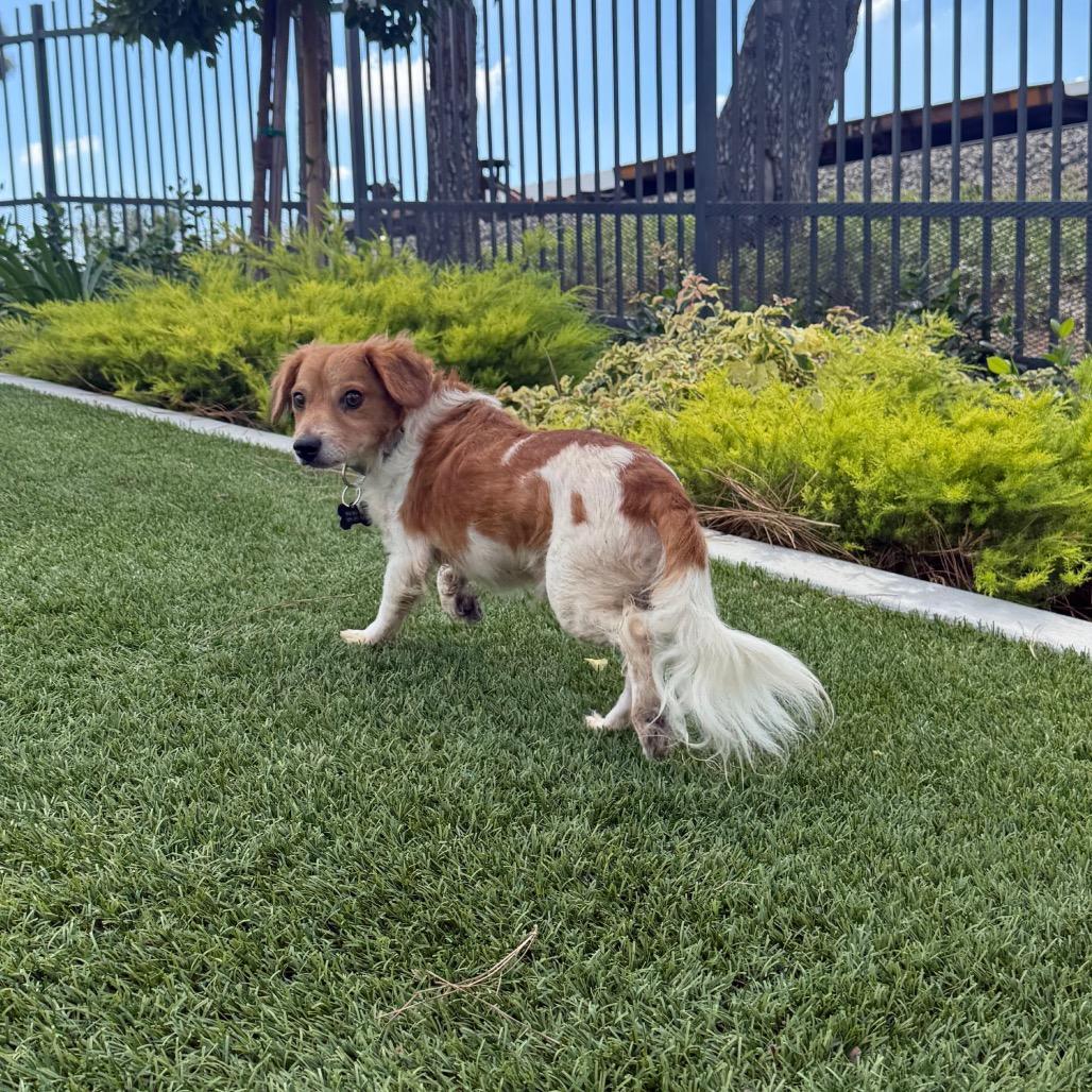 A young small-sized male Yellow / Tan / Blond / Fawn Spaniel dog named Edric City Of Industry for adoption in Chino Hills, CA