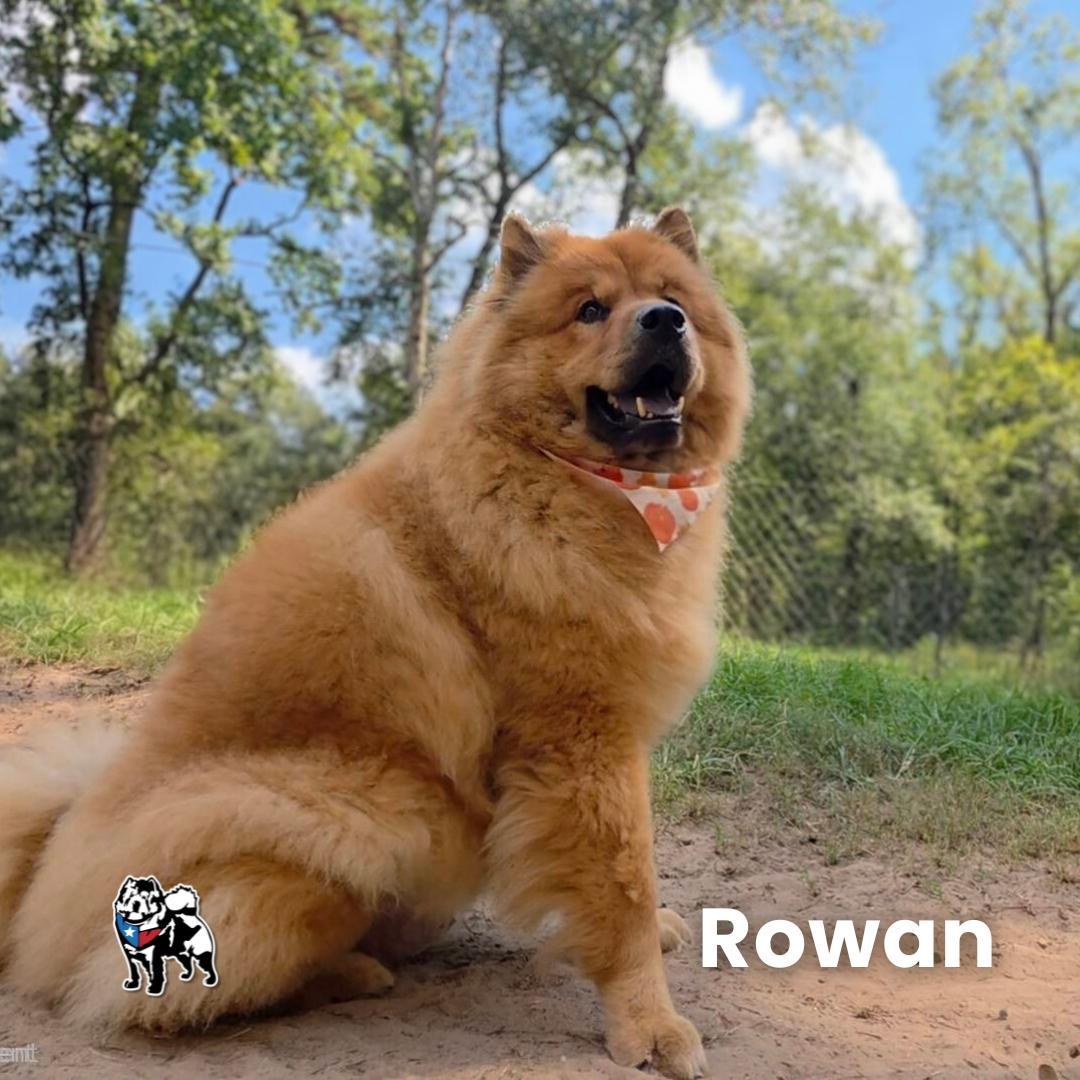Rowan Fka Teddy