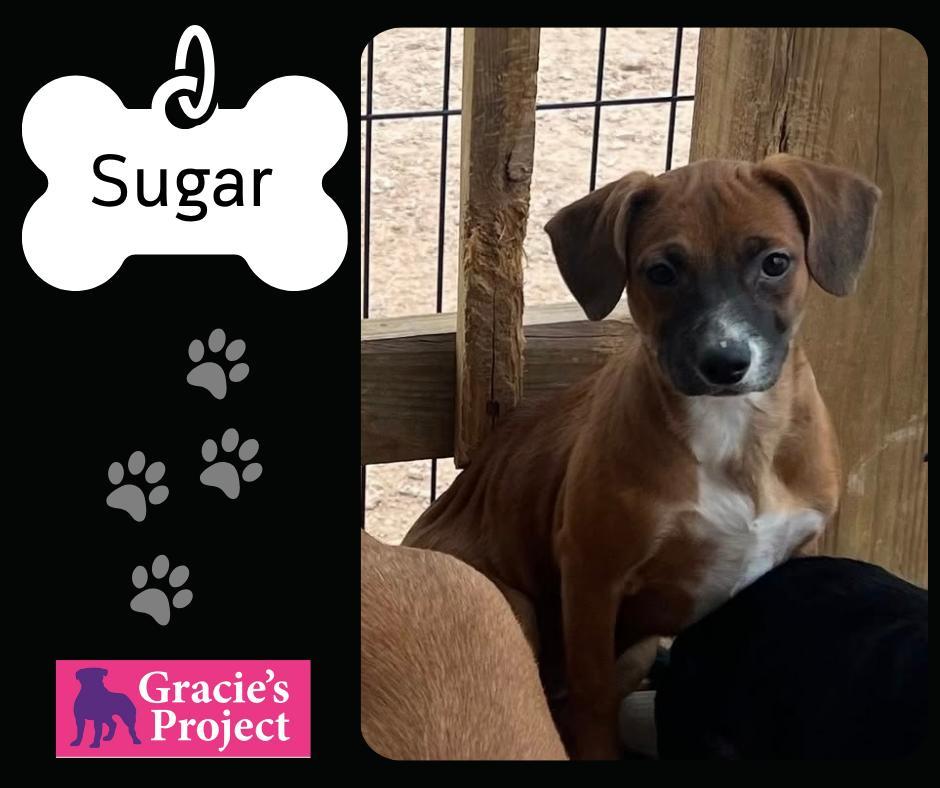 A young small-sized female Brown / Chocolate Chihuahua dog named Sugar for adoption in Canyon, TX