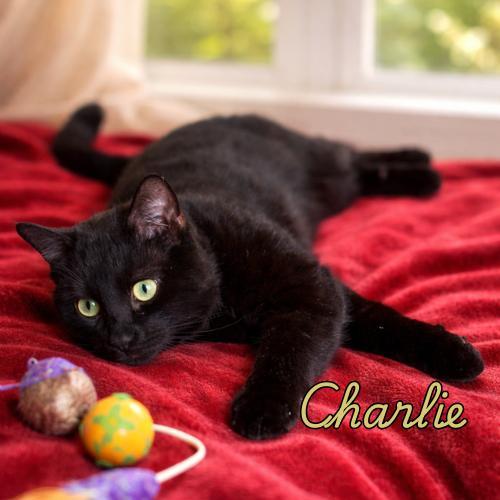 Charlieheart Of Gold