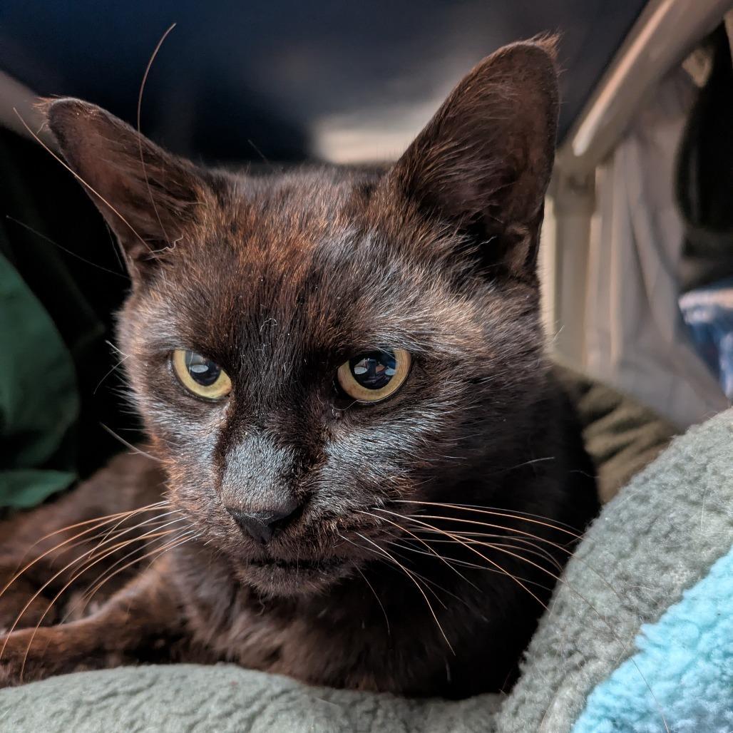 An adult large-sized male Black Domestic Short Hair cat named Ginseng for adoption in South Burlington, VT