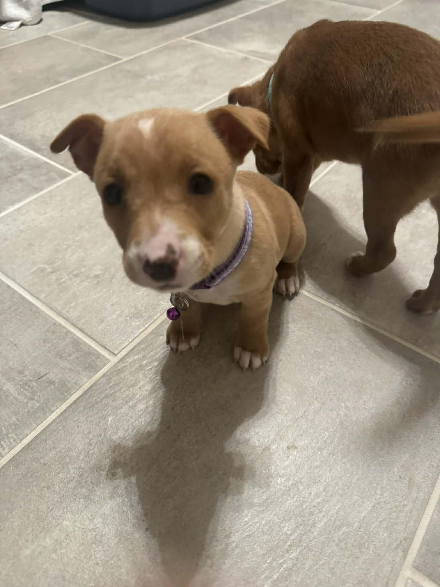 Tara Traitors Litter