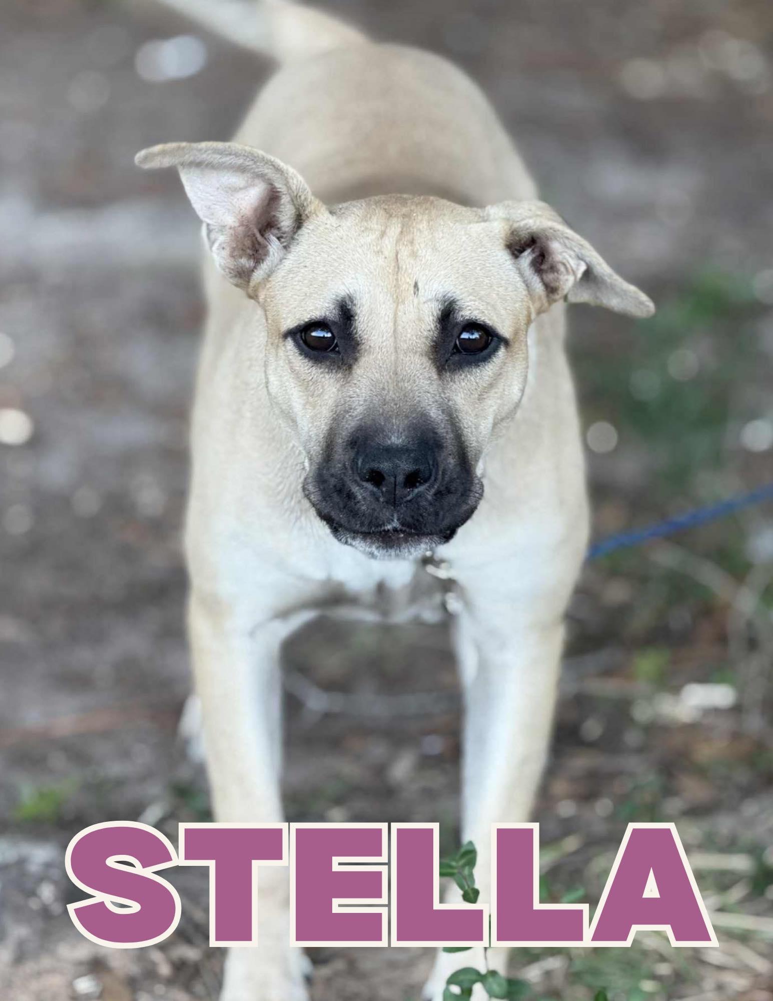 Stella
