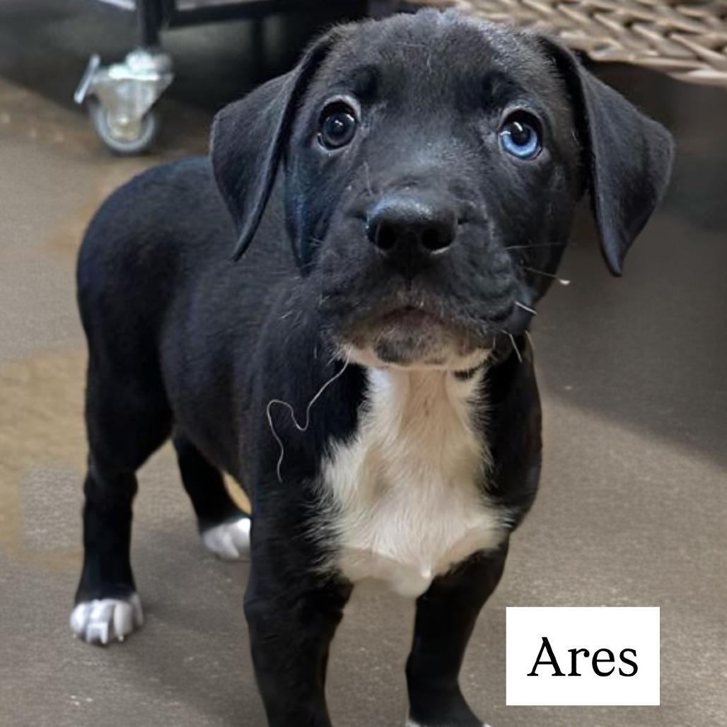 Ares