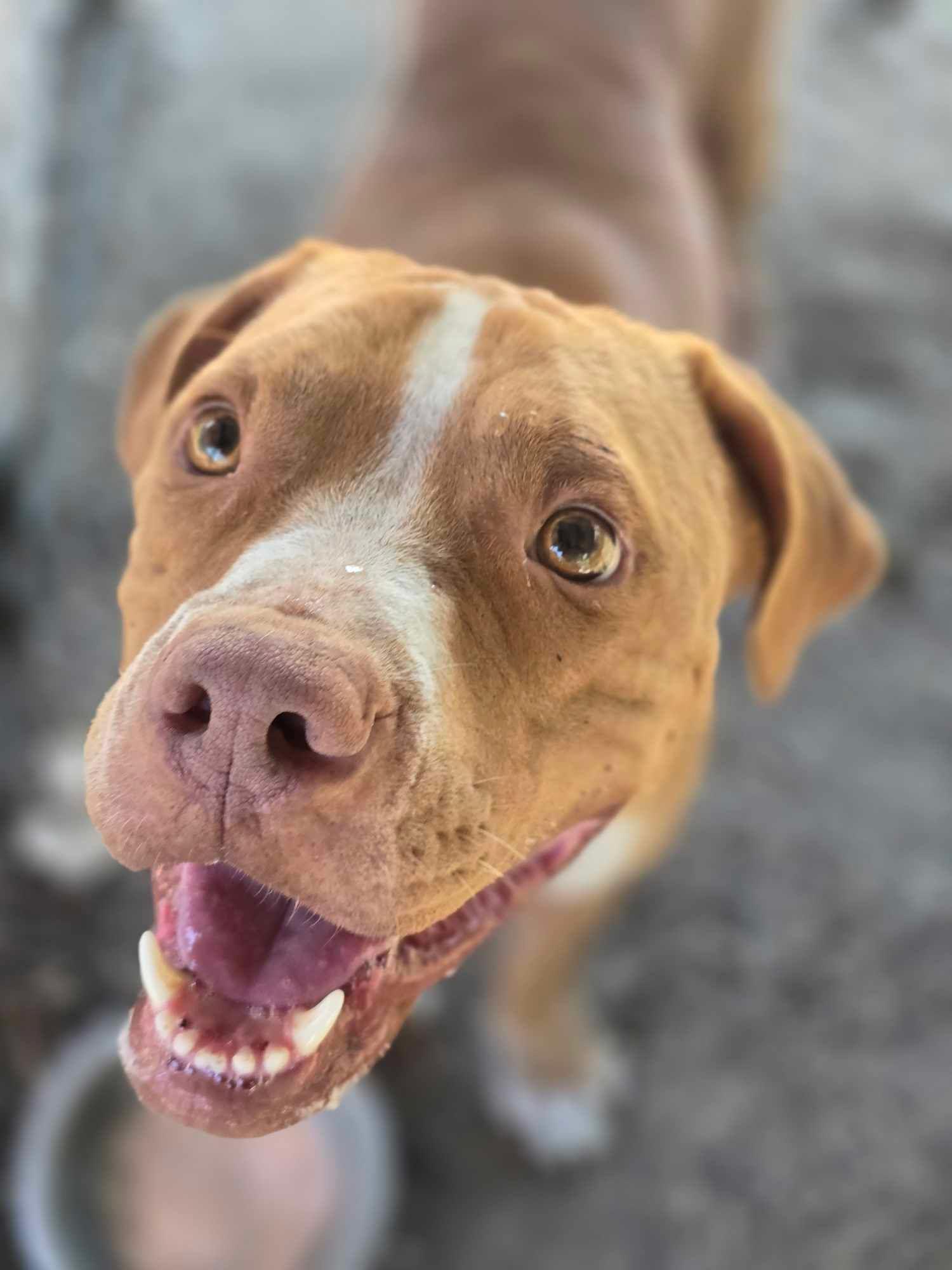 An adult large-sized male Red / Chestnut / Orange American Staffordshire Terrier dog named Charlie for adoption in Kempner, TX