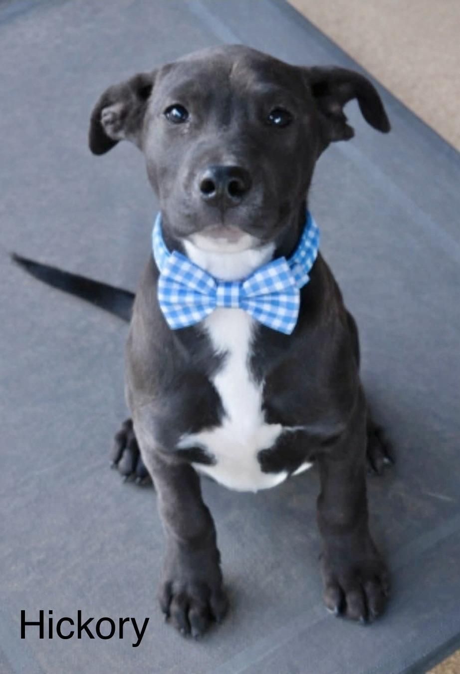 Hickory