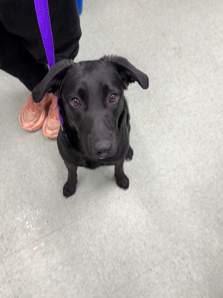 A young medium-sized female Labrador Retriever dog named Laila for adoption in Danielsville, GA
