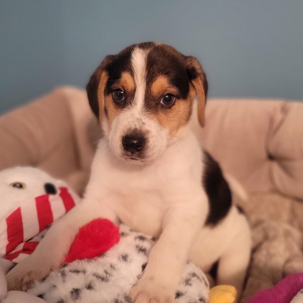 A baby small-sized male Brown / Chocolate Mixed Breed dog named Jayson for adoption in Alexandria, VA