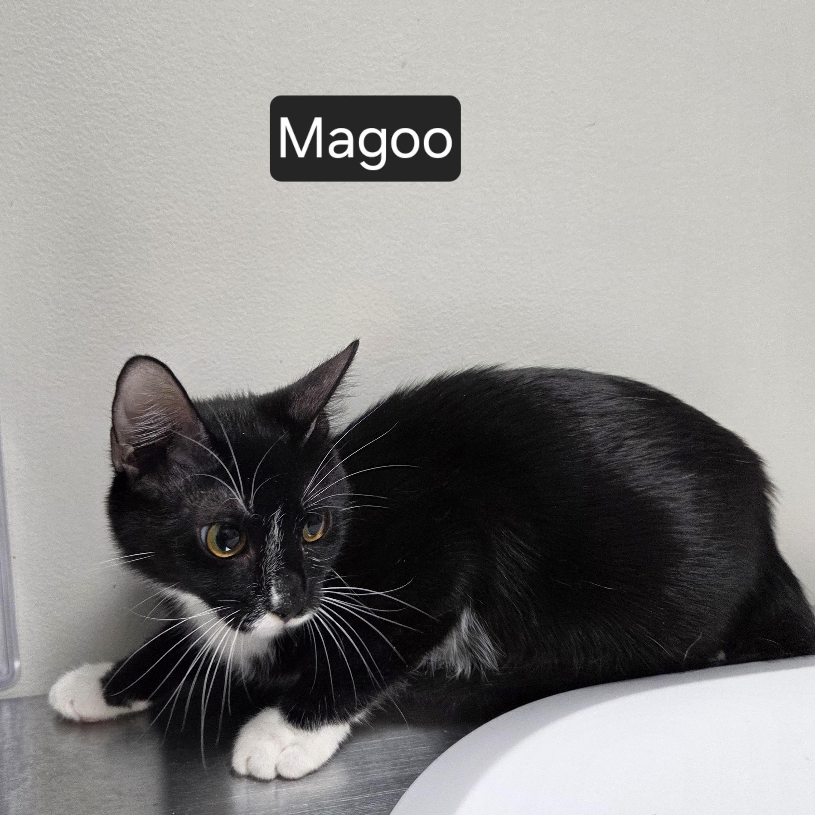 Magoo